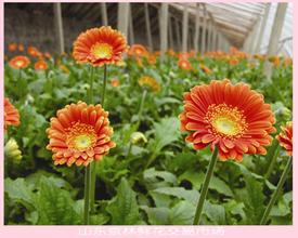 花卉批发市场大全-第2张图片-货源库
