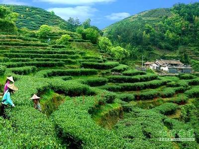 茶叶批发市场大全-第7张图片-货源库